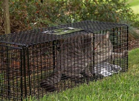 Feral Cats Traps Humane Ways To Trap Feral Cats Purrpetrators