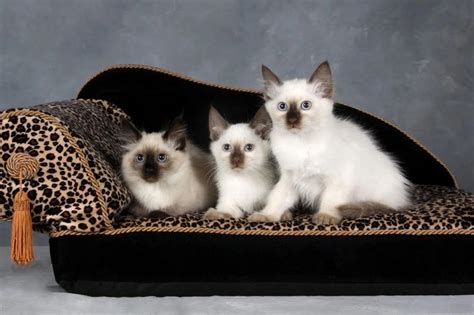 Balinese Kittens And Cats Thai Dee Maew Cattery