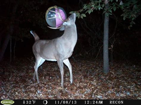 Crazy And Spooky Trail Cam Pictures We Were Never Meant To See