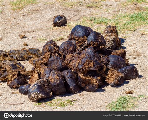 A Pile Of Fresh Horse Manure On The Field Stock Photo By ©luisbaneres