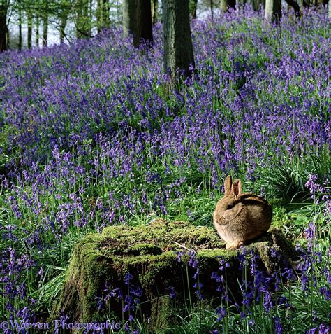 Rabbit In Bluebell Woods Photo Wp00202