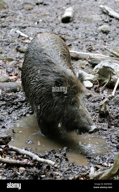 Wild Boar Sus Scrofa Taking A Mud Bath In Quagmire To Get Rid Of