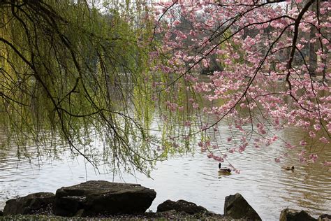 Free Images Landscape Tree Water Branch Plant Leaf Flower