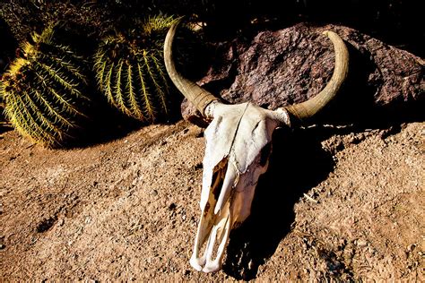 Cowl Skull Out In The Desert Tucson Photograph By Julien Mcroberts