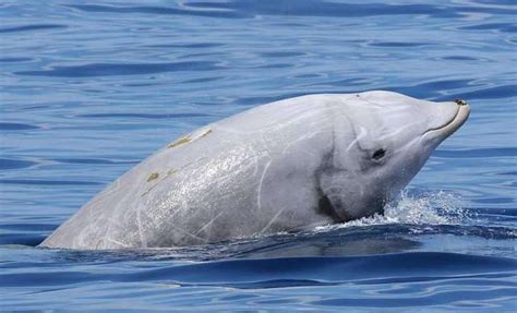 Baird s beaked whale in english. Японские ученые уверены, что открыли новый вид китов