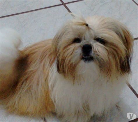 Shih tzu project is a meme based that has determined to pursue animal artwork focused based on animal lover artist and advocate of animal rights including supporting animal shelter and animal with disability shelter. shih tzu gostaria muito de peludinho para adotar ...
