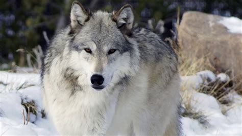 Yellowstone Wolves Youtube