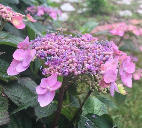 This Lace Cap Hydrangea Is One Of My Favorite Plants In The Garden R