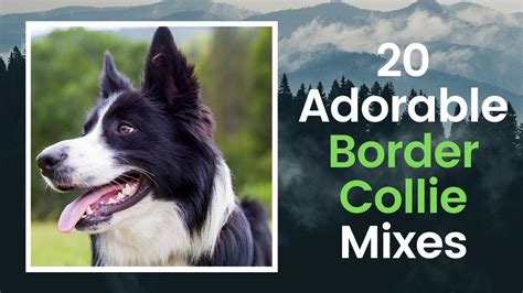 The 20 Adorable Border Collie Mixes 🐕 Everybody Loves Youtube
