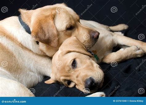 Tired Dogs Stock Photo Image Of Black Golden Laying 23761048