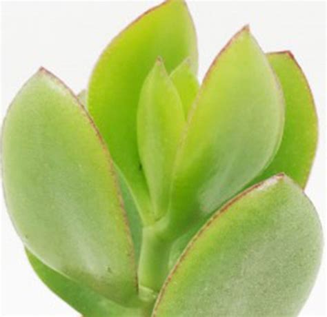 crassula ovata et ses déclinaisons arrée succulentes crassula ovata crassula plante succulente
