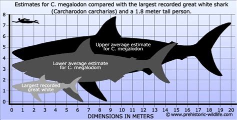 Megalodon Vs. Great White Shark: How Does The Prehistoric Beast Stack
