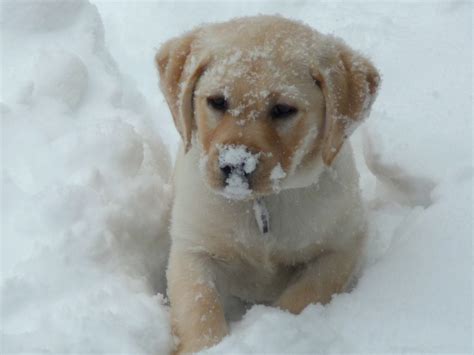 🔥 49 Puppies In Snow Wallpaper Wallpapersafari