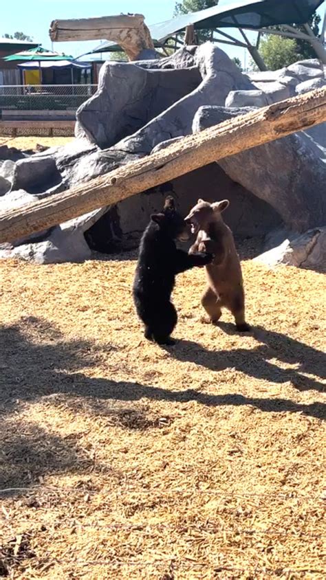 Two Bear Cubs Wrestling At Bear World Jukin Licensing