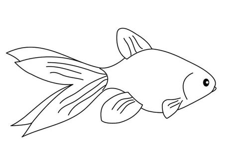 17 Contoh Gambar Sketsa Ikan Yang Mudah Digambar Broonet