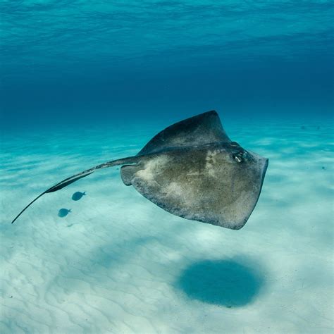 Surprisingly Stingrays Dont Use Their Eyes To Find Their Next Meal
