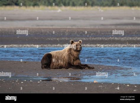 Alaskan Coastal Brown Bear Stock Photo Alamy