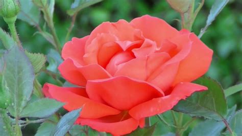 Rose Flowerrising Rose Gulab Ka Phulbeautiful Rising Rose Khilta