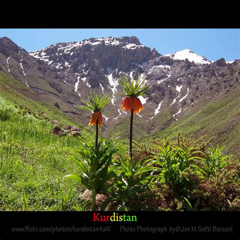 Kurdistan Flowers Nature Landscape Jan Sefti Flickr