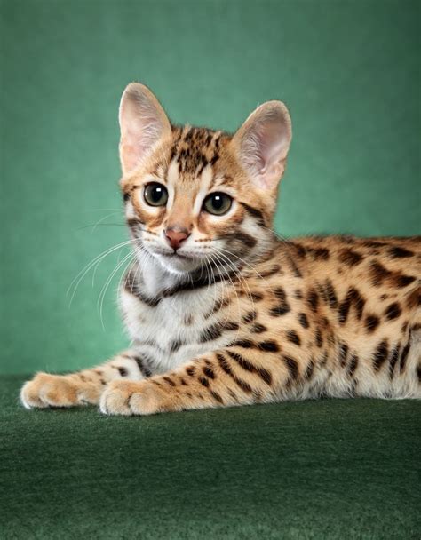 By leaving a deposit you are guaranteed a kitten! F1 bengal kitten, photo by Helmi Flick | Bengal kitten ...