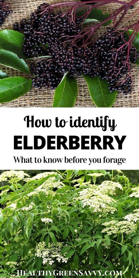 Elderberry Identification And Foraging Tips Healthygreensavvy