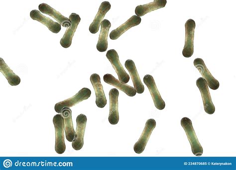 Corynebacterium Bacteria Gram Positive Rod Shaped Bacterium That