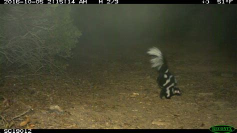 Wild Cam Island Spotted Skunks May Need Protection The Wildlife Society