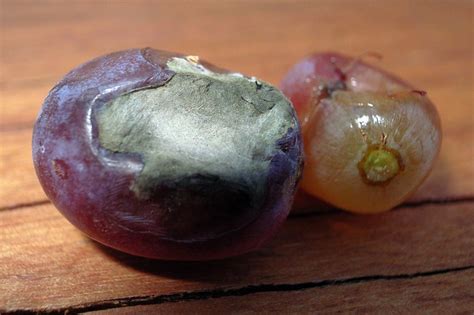 Mouldy Grape And Bad Grape Flickr Photo Sharing