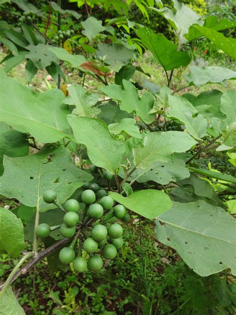 Thai Pea Eggplant Seeds Turkey Berry Pea Eggplant Organic Seeds For