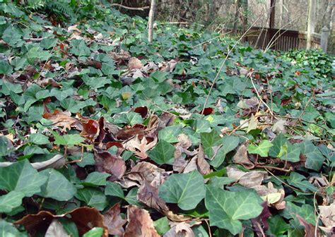 Escape Of The Invasives Top Six Invasive Plant Species In