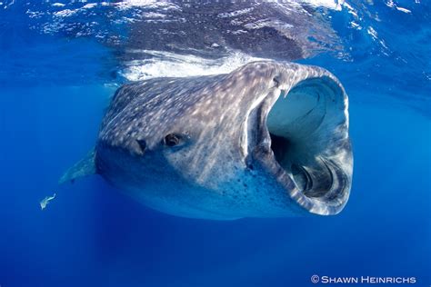 Blue whales have no teeth, but eat 4 tons of seafood a day, equivalent to 64,000 hamburgers. Whale Sharks - Isla Mujeres Mexico 2011 | Blue Sphere Media