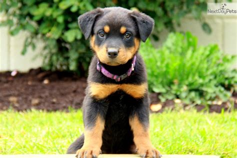 Fill out the adoption questionnaire. Rottweiler puppy for sale near Lancaster, Pennsylvania | 8ce695b2-51b1