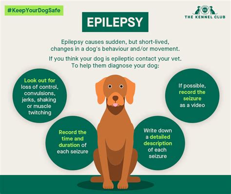 Epilepsy In Dogs Dog Health The Kennel Club
