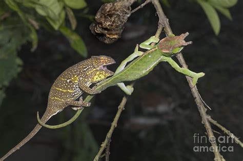Male And Female Chameleons Photograph By Greg Dimijian Fine Art America