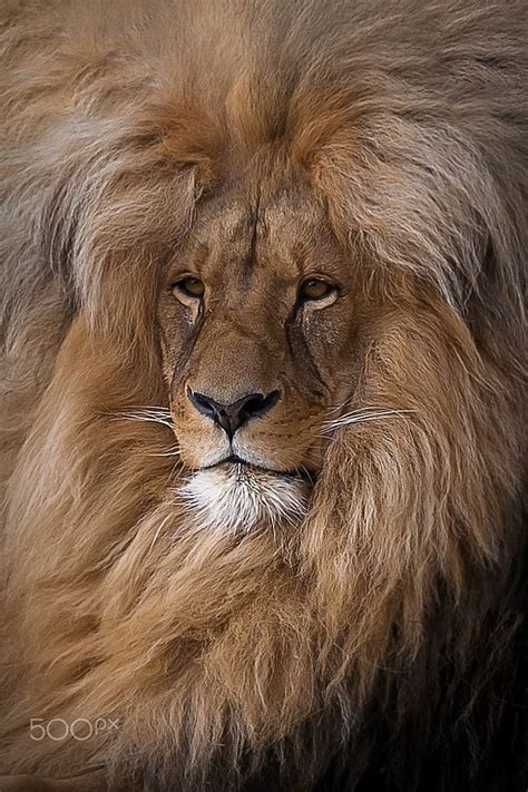 Without A Doubt The Most Handsome African Male Lion I