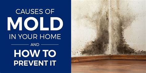 The Last Thing You Want Is A House Full Of Mold Causes Of Mold In Your