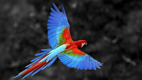 3840x2160 Scarlet Macaw Bird 4k Hd 4k Wallpapers Images Backgrounds