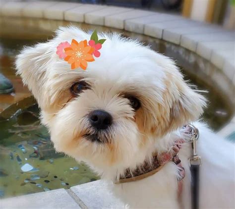 Is The Lovable Shih Tzu Pomeranian Mix The Right Pet For You K9 Web