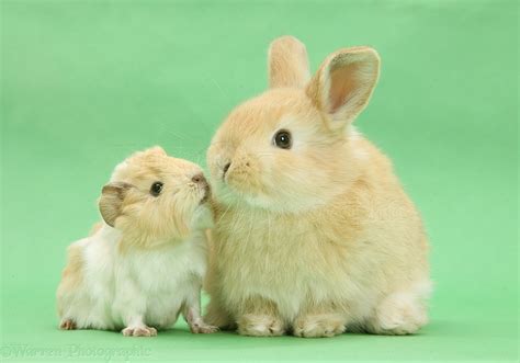 Young Bunny With Baby Guinea Pig Photo Wp33879