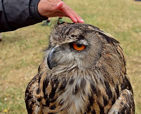 Happy To Oblige A European Eagle Owl At The Liverpool Pira Flickr
