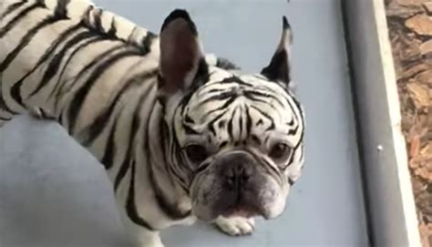 25 Tiger Stripe French Bulldog For Sale Photo Bleumoonproductions