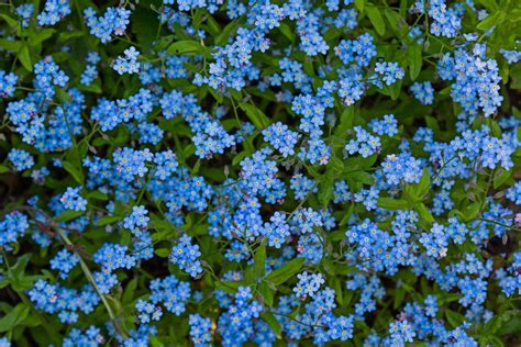 It can be either an annual or perennial. Why Won't My Forget-Me-Nots Bloom - Reasons For No Flowers ...