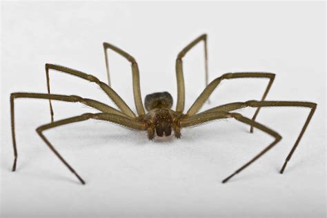How To Get Rid Of Brown Recluse Spiders Fast And Permanently The