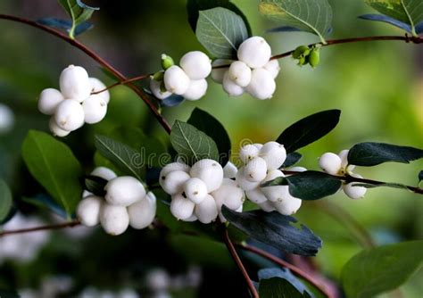 Snowberry Fruit In Winter Stock Photo Image Of Winter 48401262
