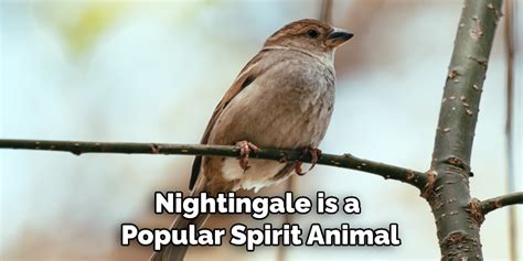 Nightingale Spiritual Meaning Symbolism And Totem Explained