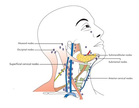 Understanding Cervical Lymph Node Stations