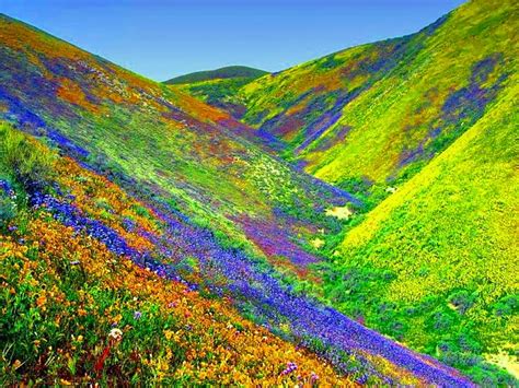 Travel Trip Journey Valley Of Flowers National Park India