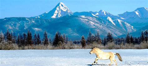 mongolian winter photo   milestone tours