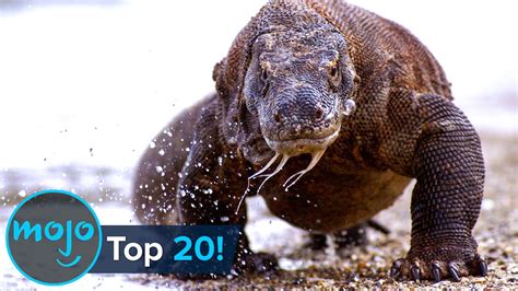 Top 20 Greatest Animal Predators Top10 Chronicle