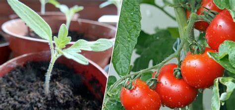 Growing Tomatoes In Pots How To Plant Them On Your Balcony Utopia